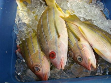 Ta'ape fish in Hawaii
